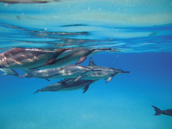 The Nature Conservancy conducting EAR research on spinner dolphins ...